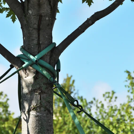 Home Pruning