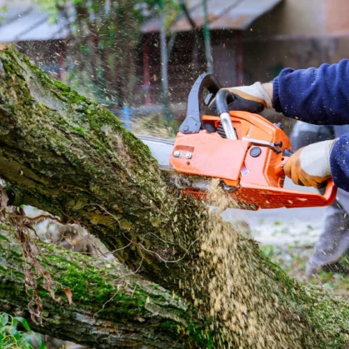 Home Tree Removal