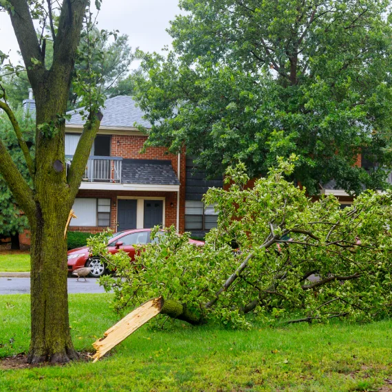 Storm Clean Up