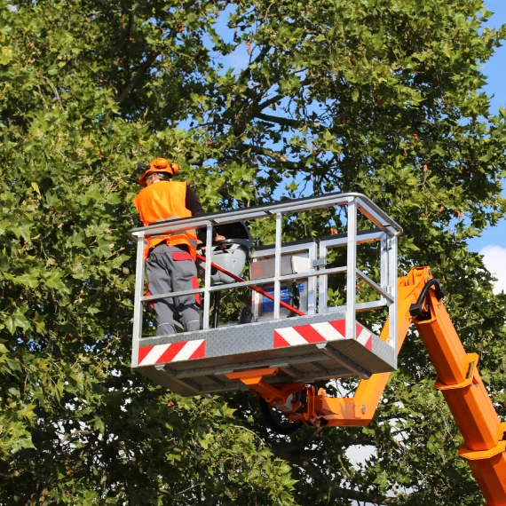 Tree Trimming