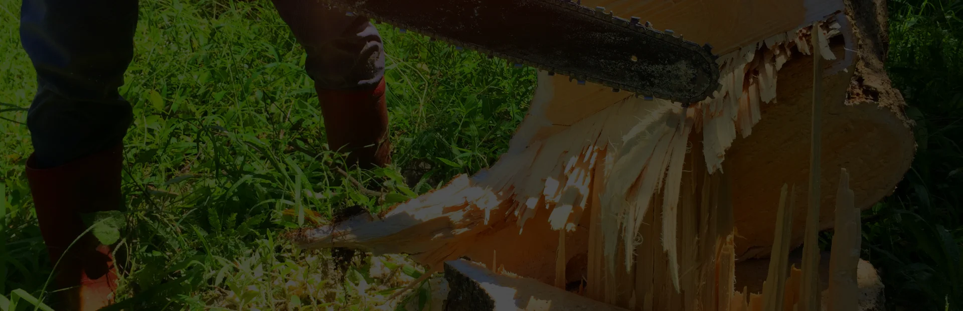 breadcrumb hero Tree Removal