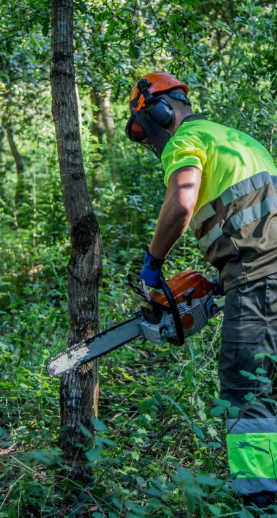 ongoing tree removal