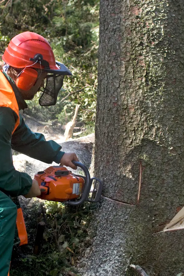 vertical tree removal